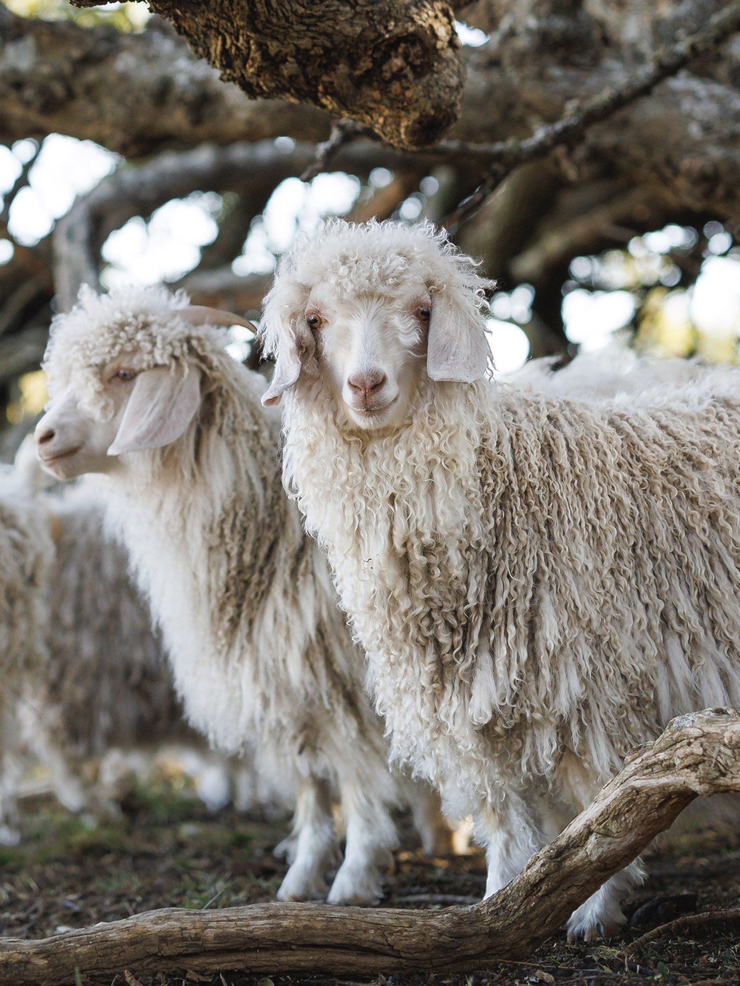 Wollen stof voor maatpak